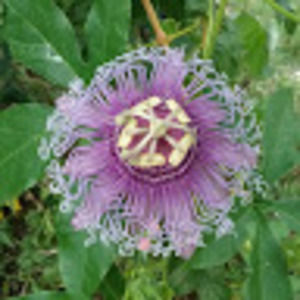 Meet your Posher, Deanna